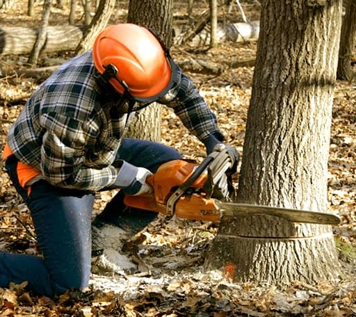 Tree Removal in Parris Island, SC